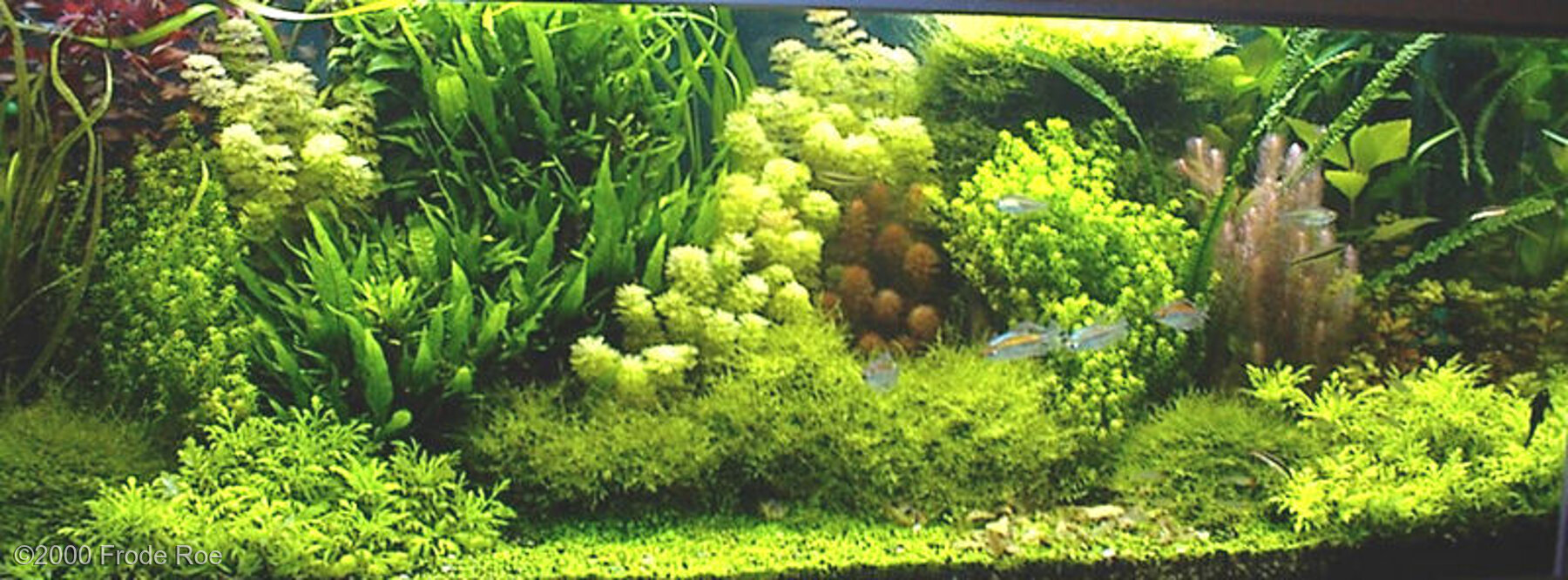 530L Aquatic Garden