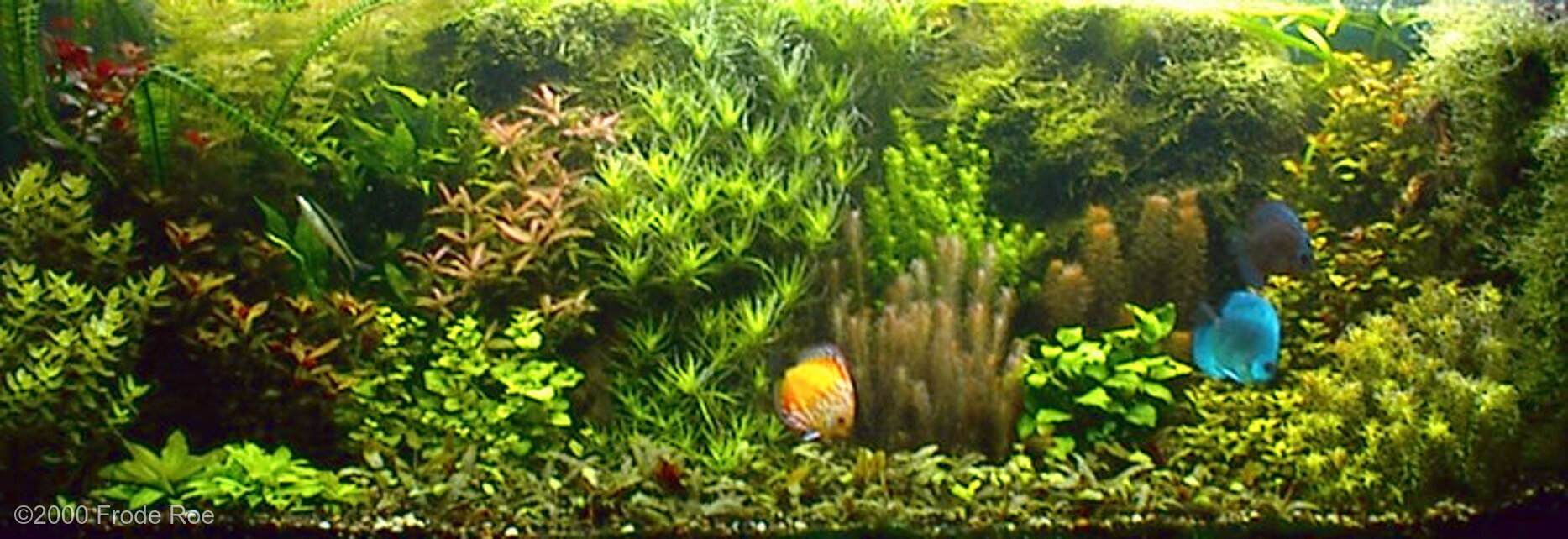 530L Aquatic Garden