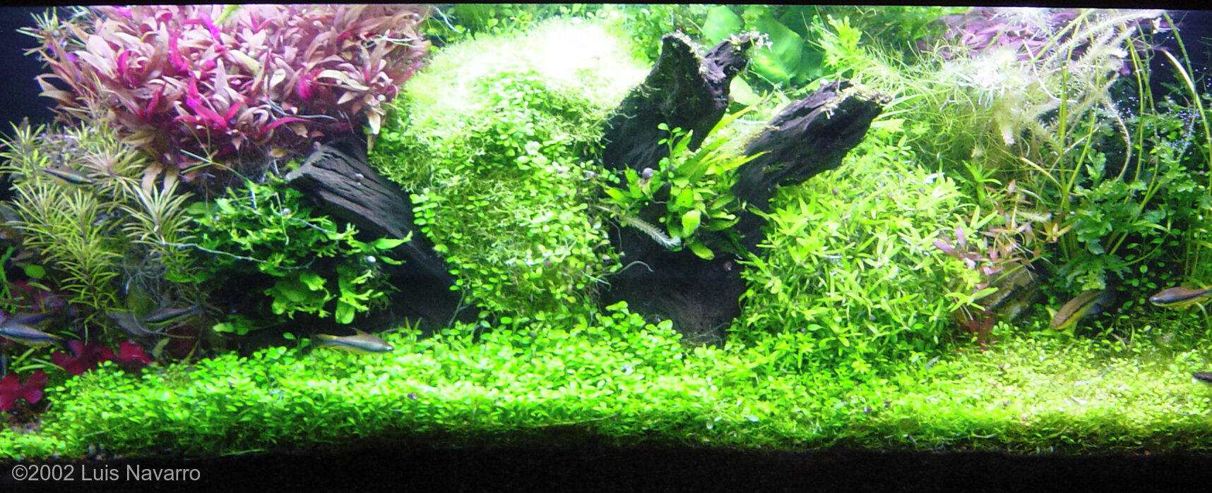 208L Aquatic Garden La Ropa beach