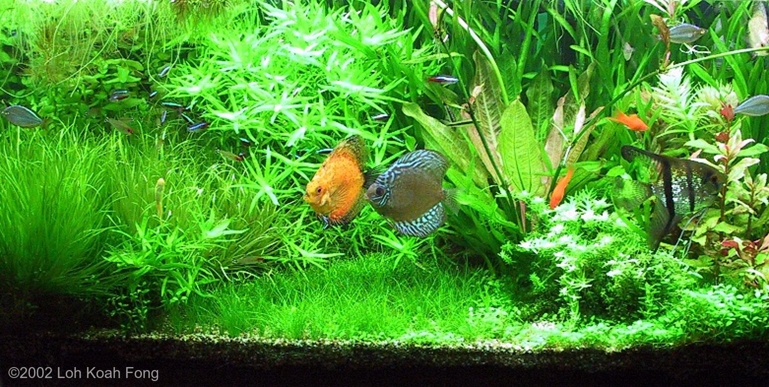 121L Aquatic Garden Discus garden
