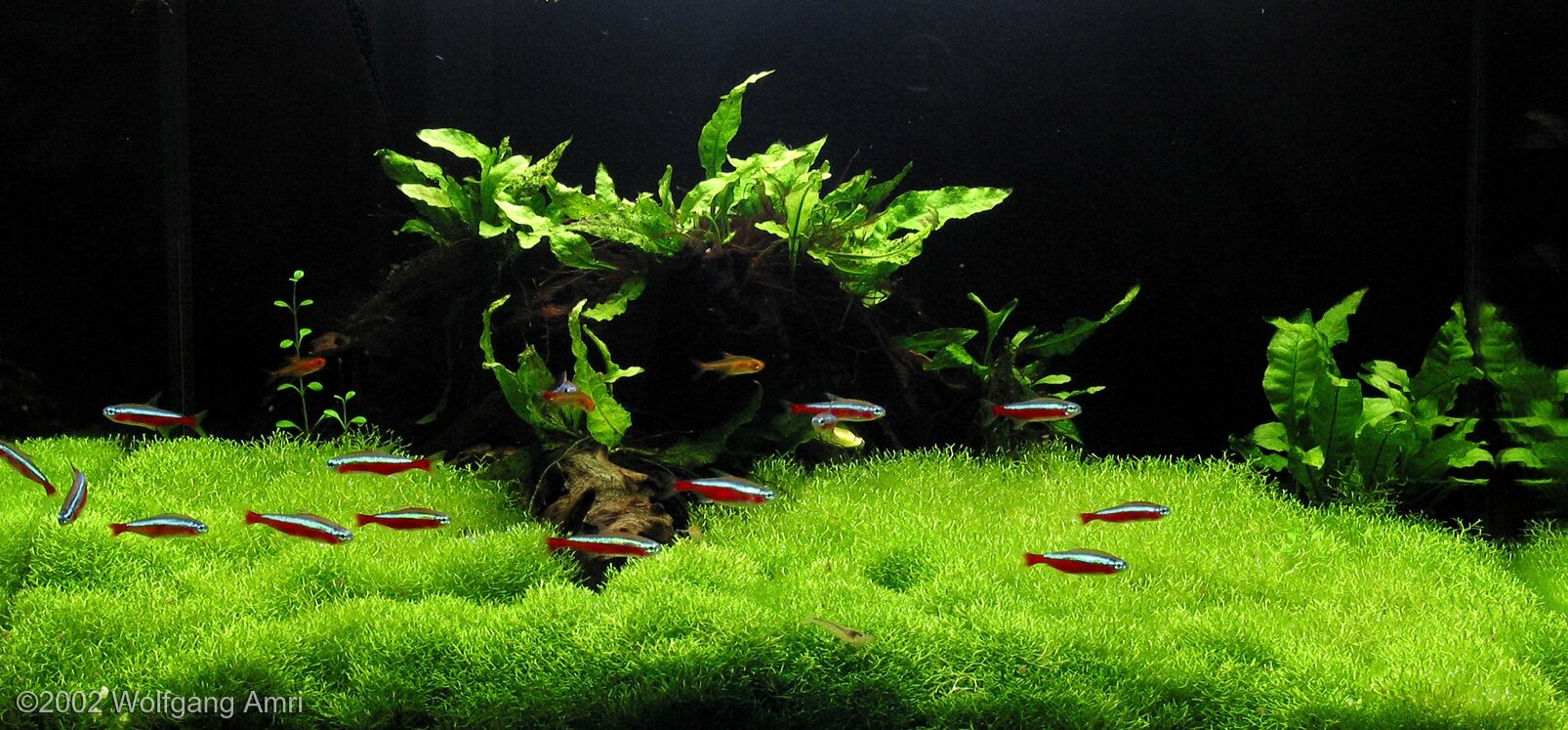 45L Aquatic Garden Old Tree