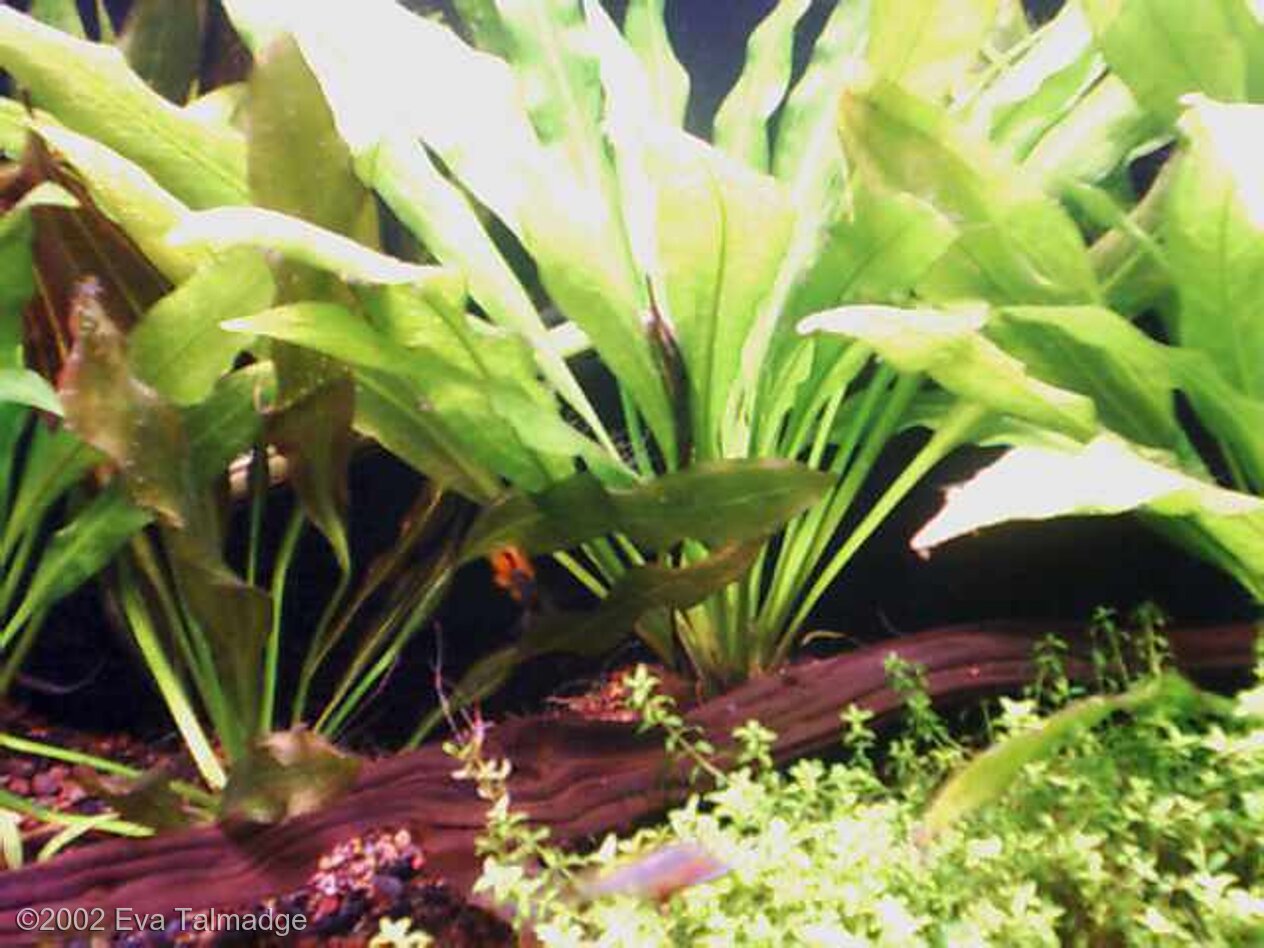 208L Biotope/Natural Aquaria Amazon rainforest