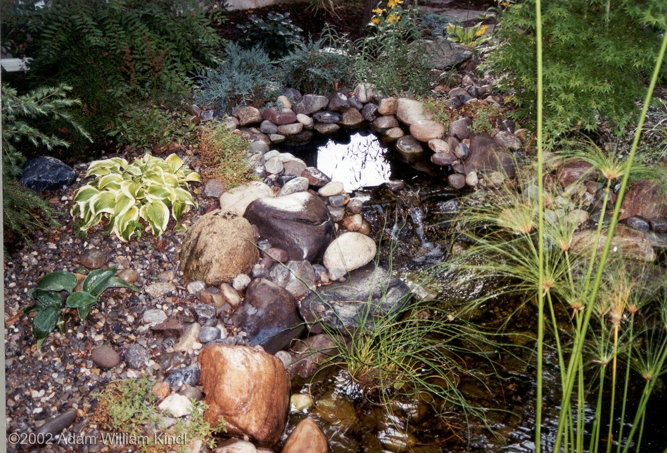 8316L Pond Revitalizing Endangered Species