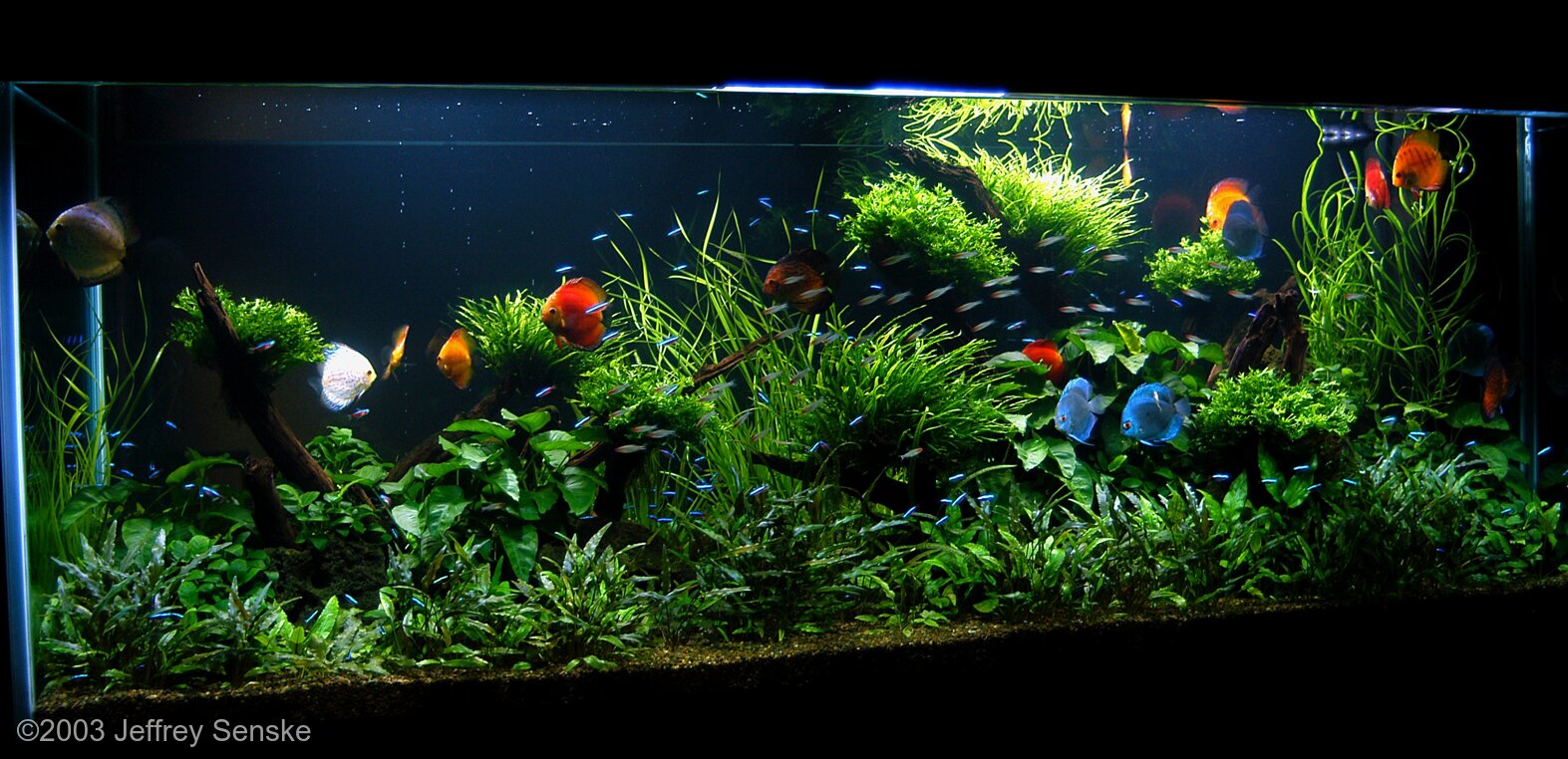 2079L Aquatic Garden Symphysodon Abstracta