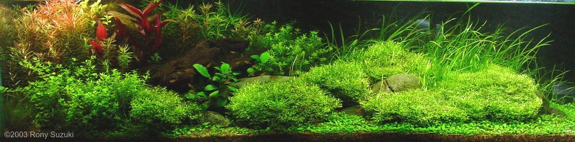 99L Aquatic Garden