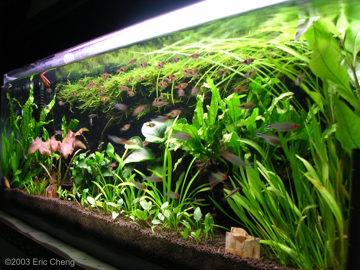 59L Aquatic Garden Eric's Amazon