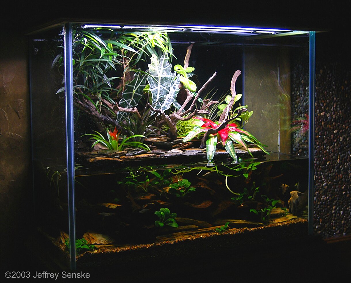 756L Paludarium Where the Python Dwells