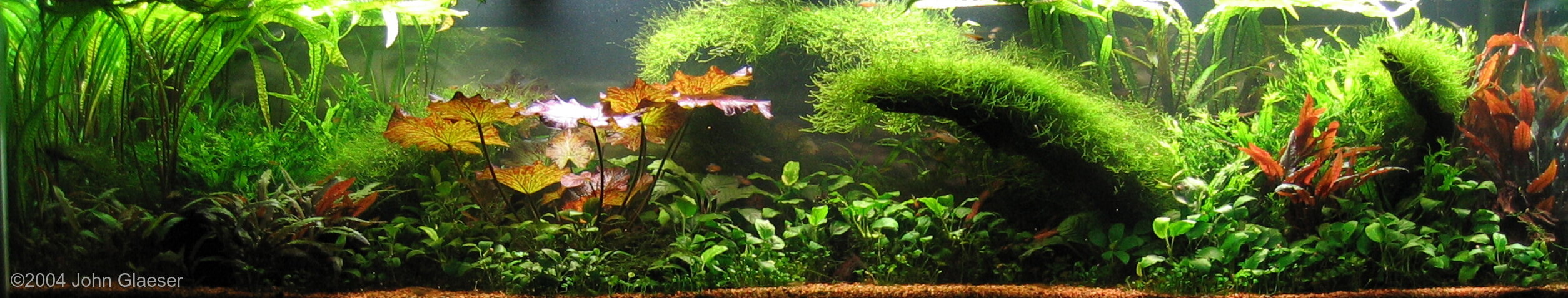 378L Aquatic Garden Easy Does It
