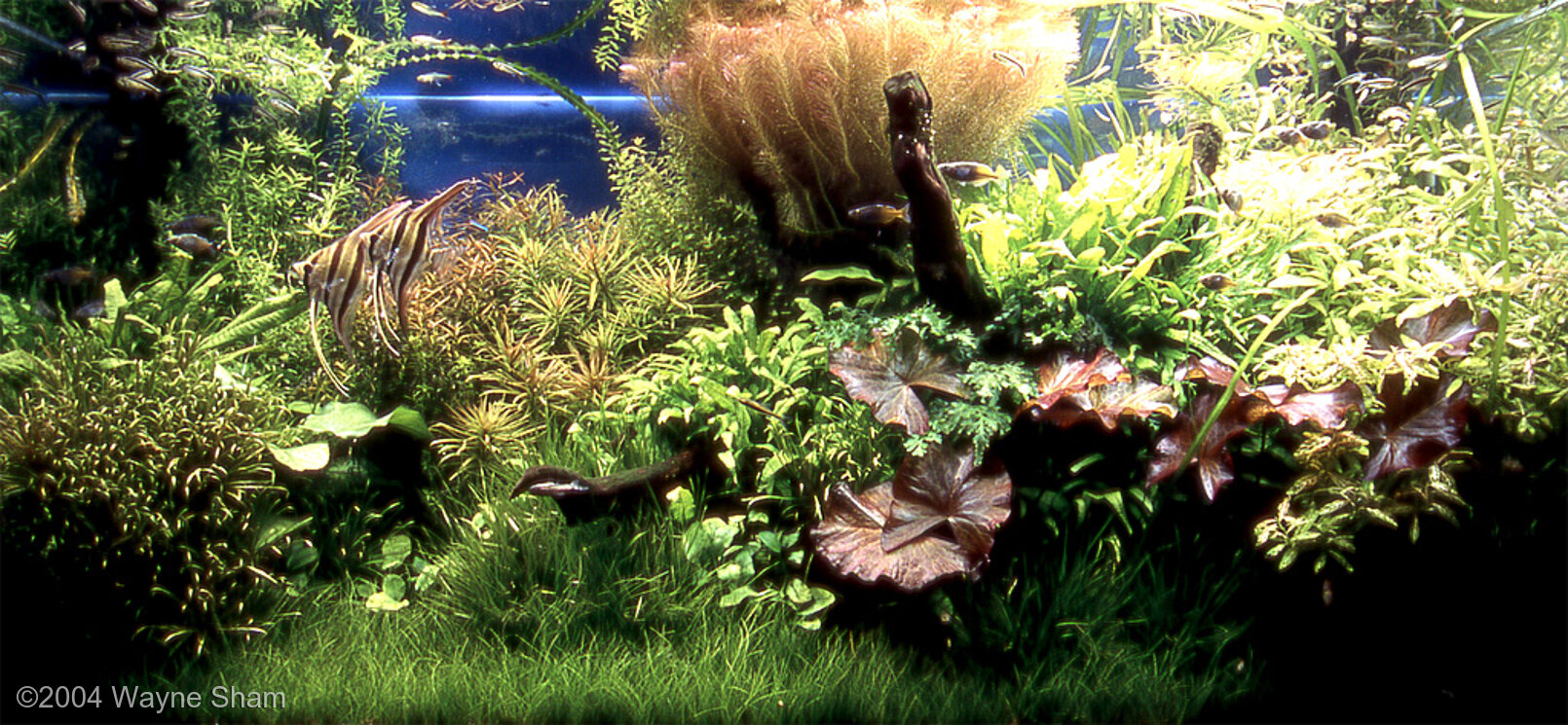 360L Aquatic Garden Colorful World