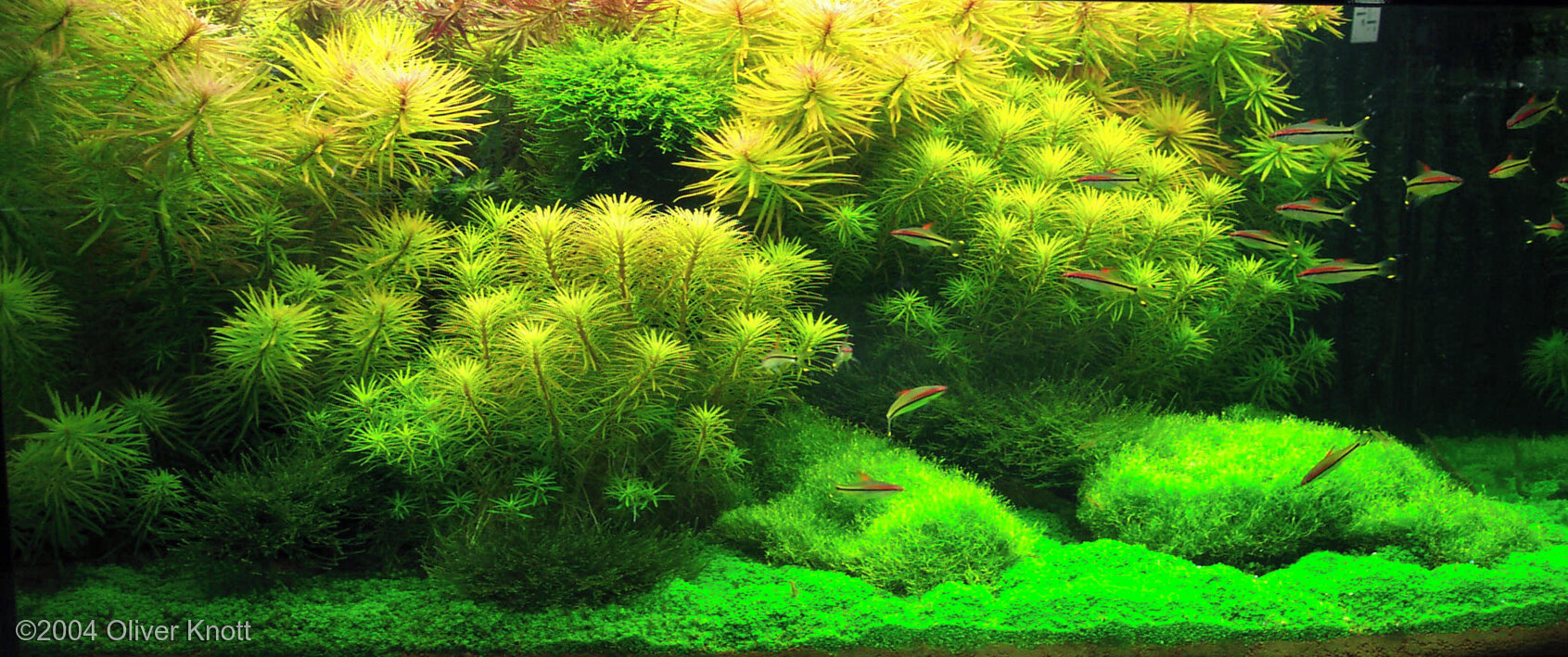 560L Aquatic Garden Resting Place
