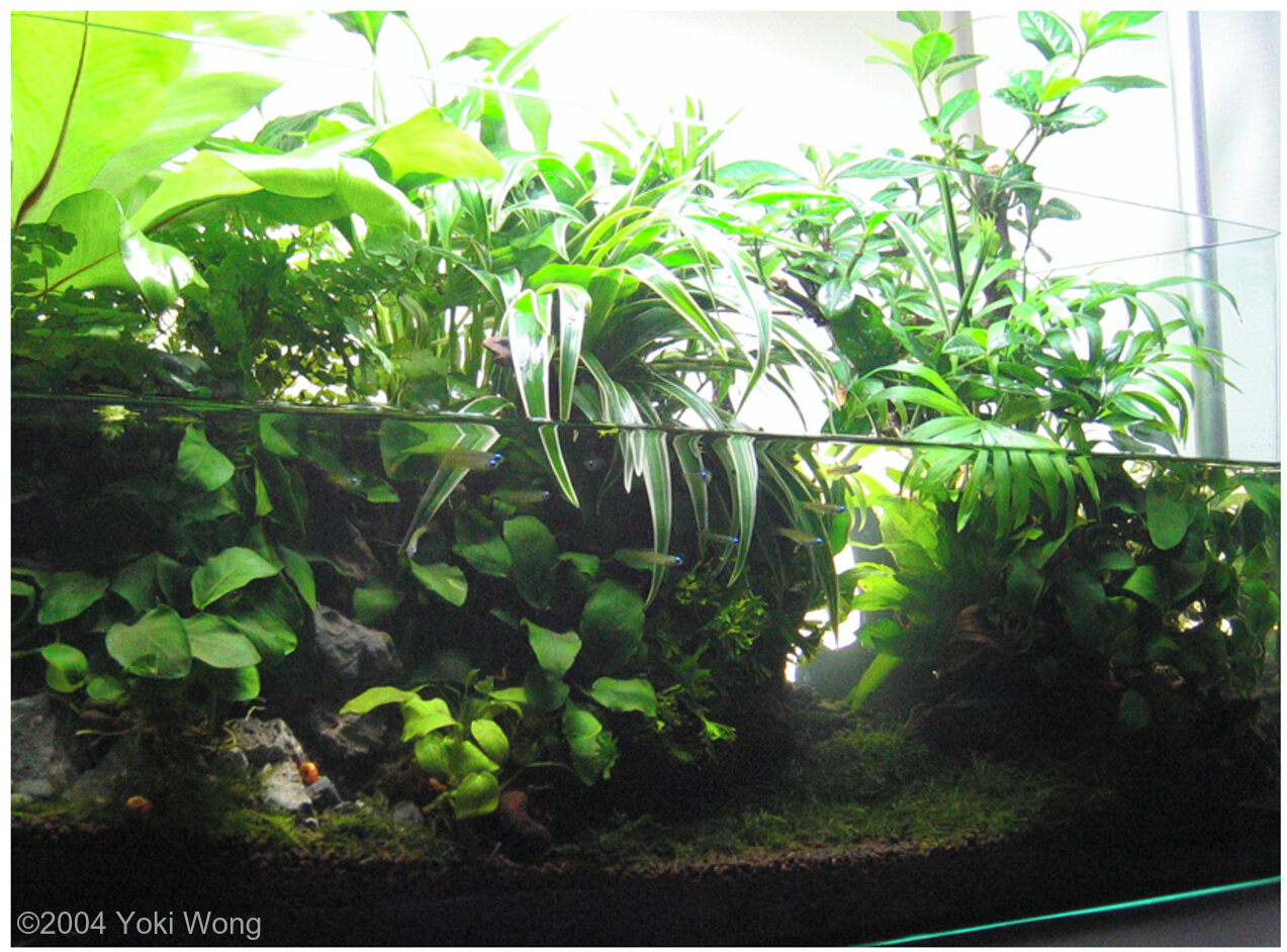 18L Paludarium Day Break