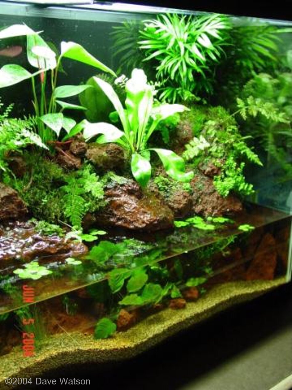 110L Paludarium Along the Stream