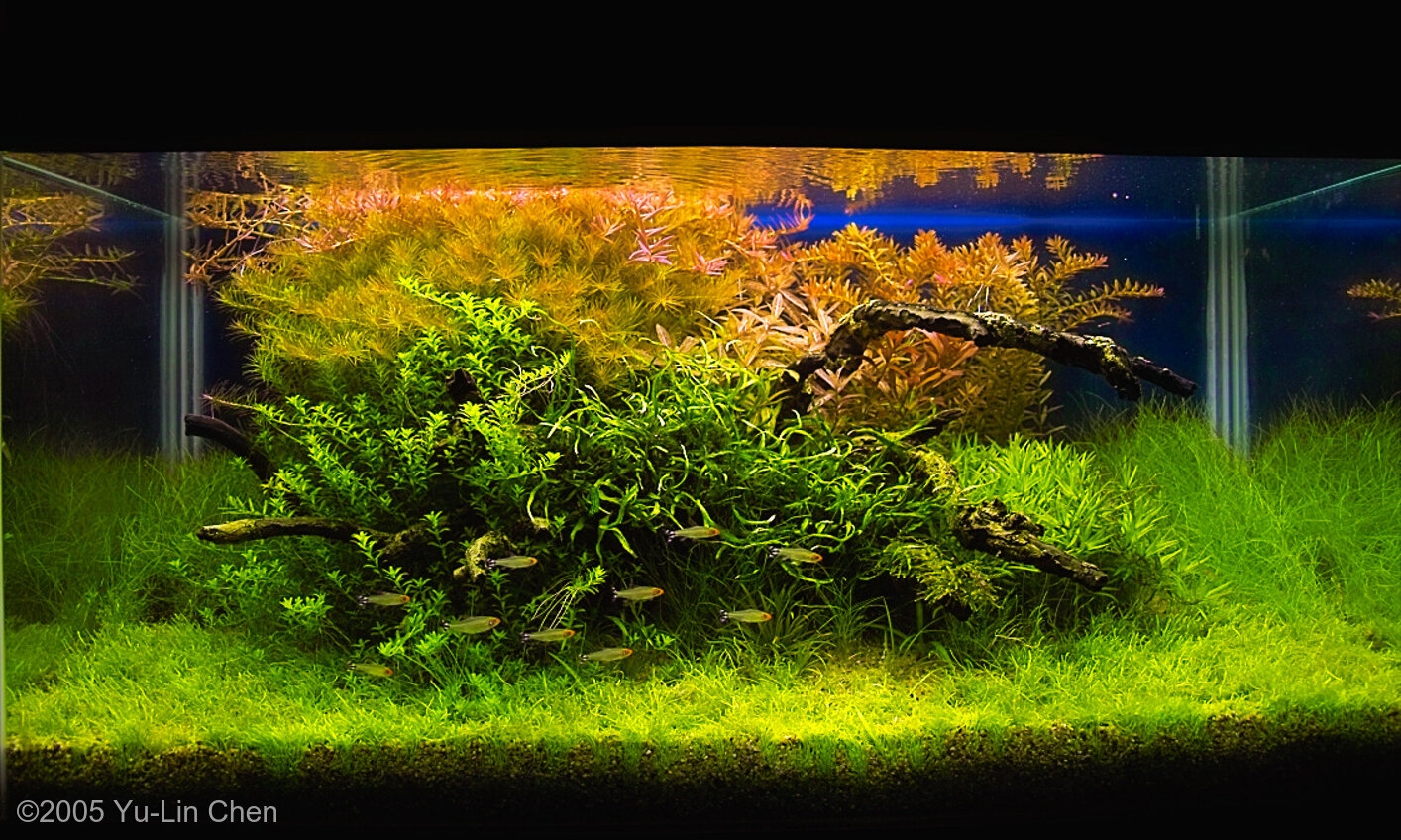 180L Aquatic Garden setting sun