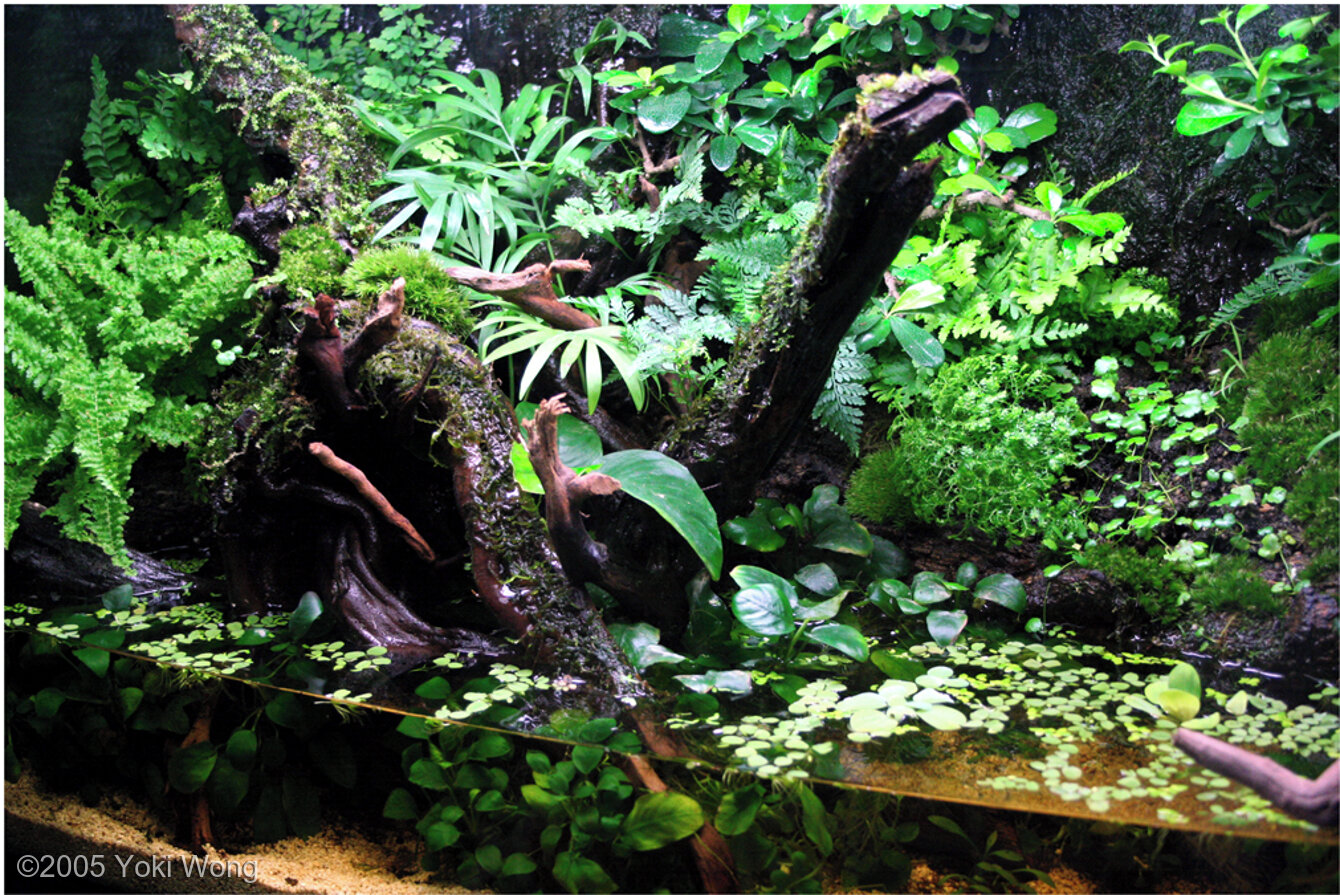 28L Paludarium Riverside