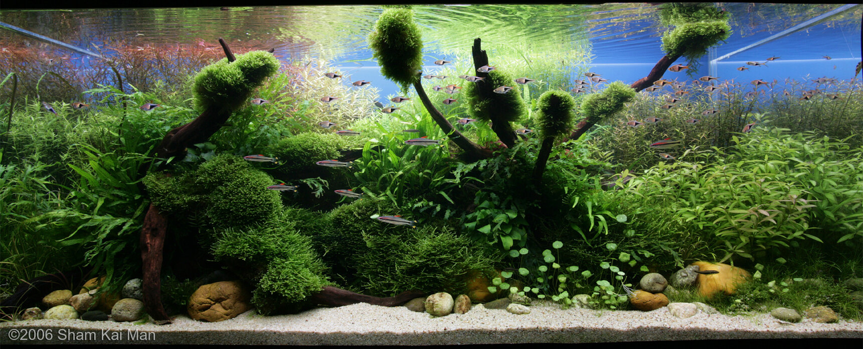 360L Aquatic Garden Magic Stage