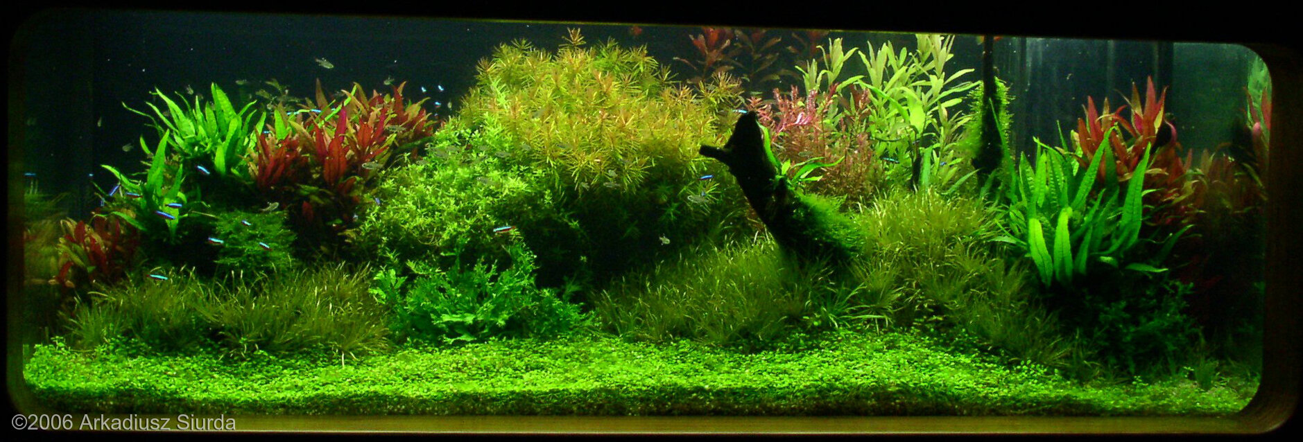 540L Aquatic Garden The Spring