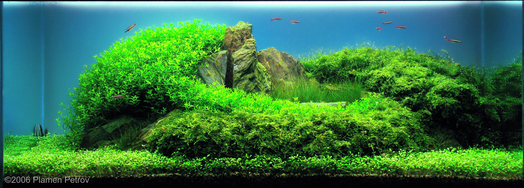 120L Aquatic Garden ISLAND