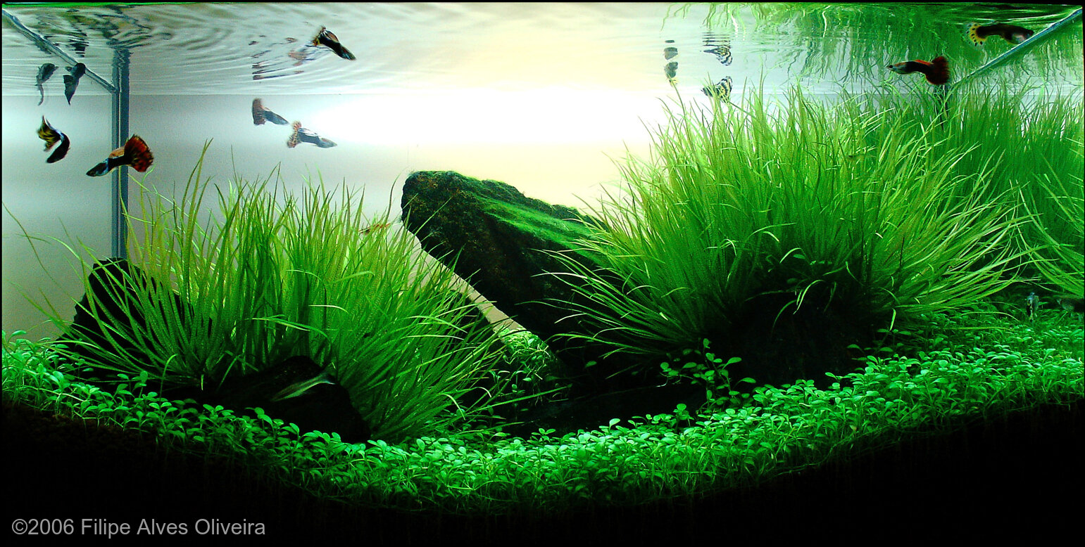 57L Aquatic Garden Rise beyond the limits