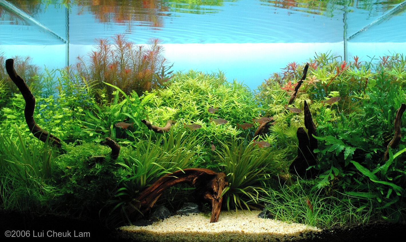 41L Aquatic Garden Spring Sunrise