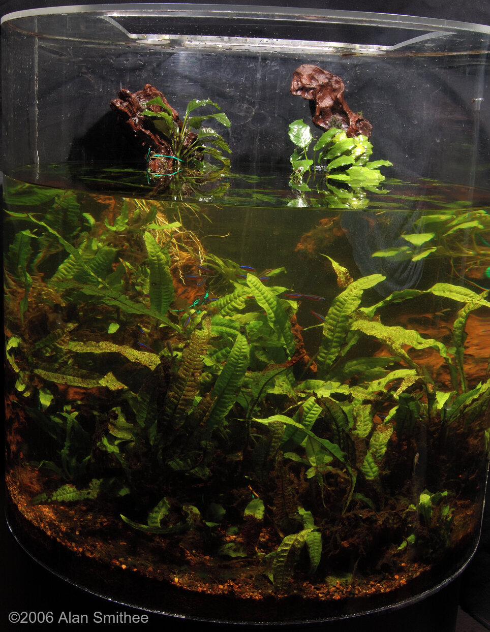 189L Paludarium Transition Verde