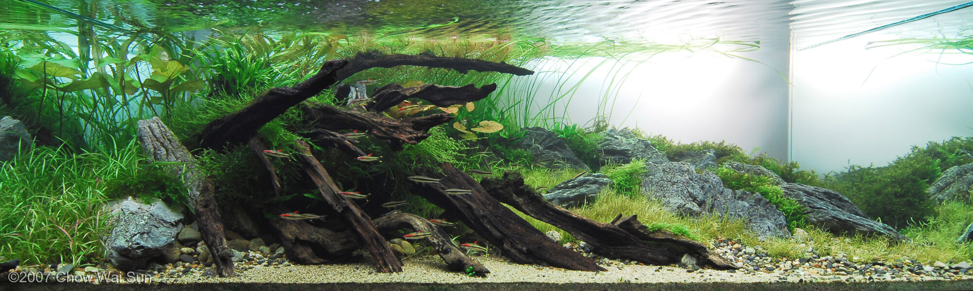 324L Aquatic Garden Ashy Range