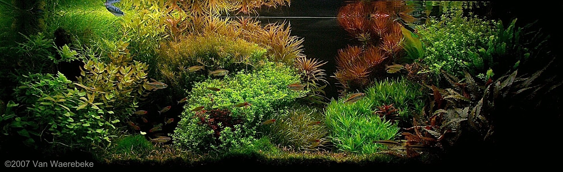 450L Aquatic Garden Cosmopolis