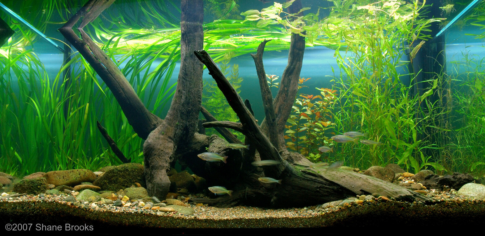 430L Biotope Aquascape The Snag