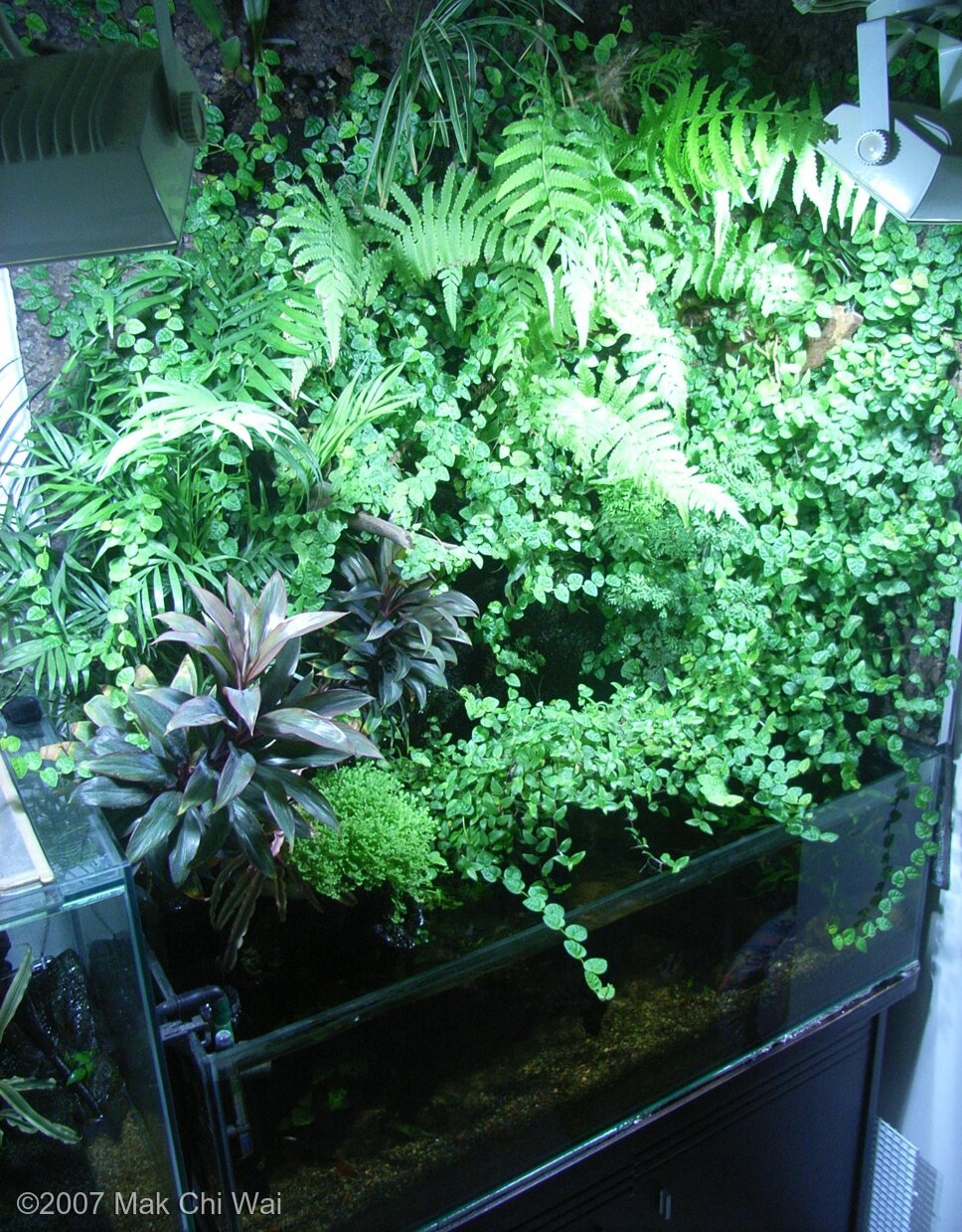 170L Paludarium Mini Forest