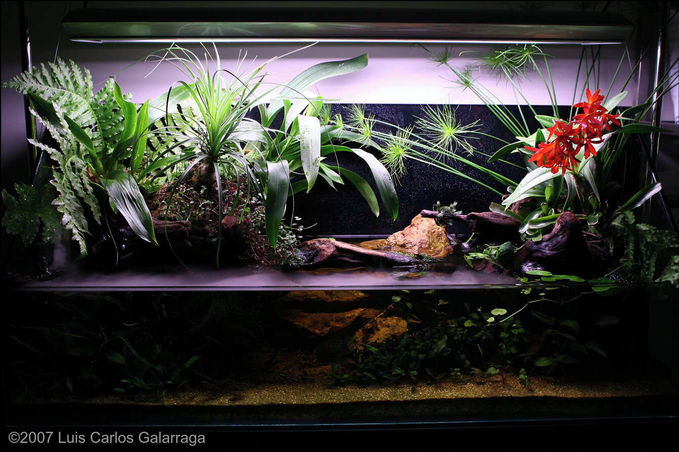135L Paludarium Tropical Scene