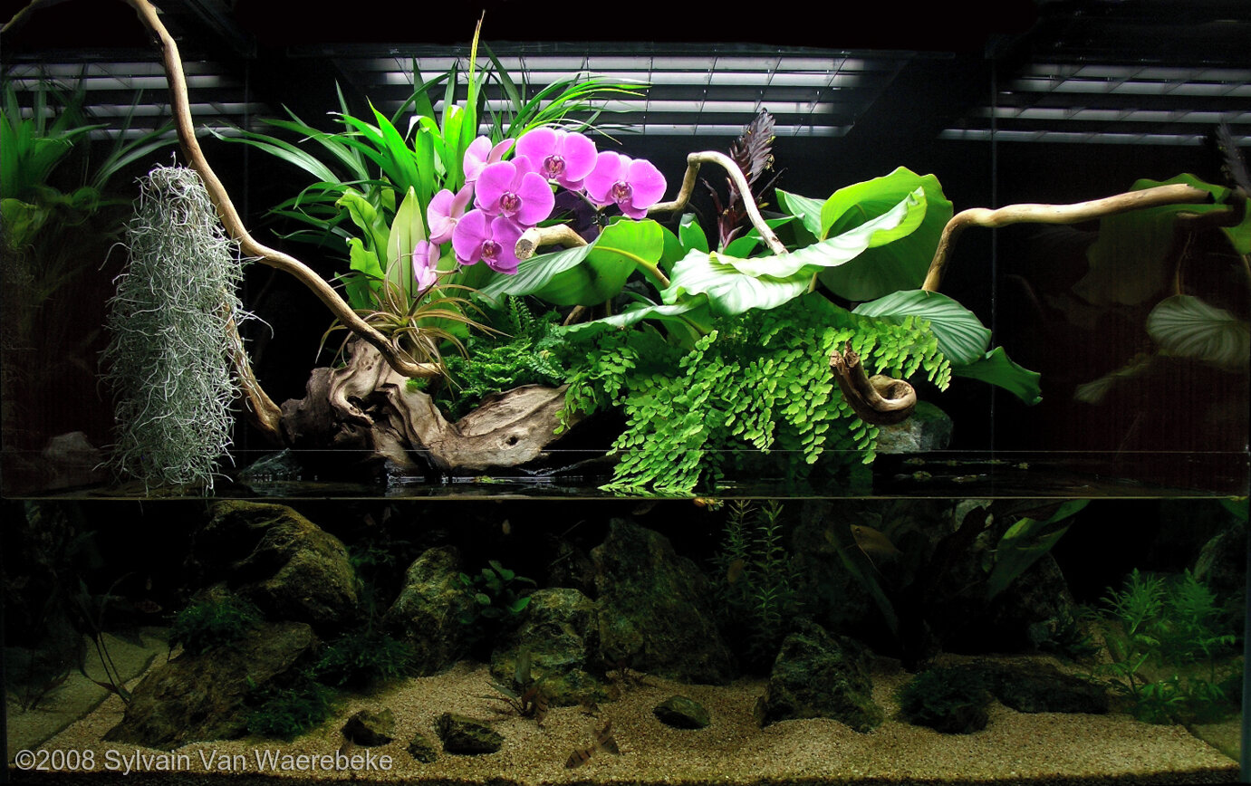 792L Paludarium Thanks Mike !