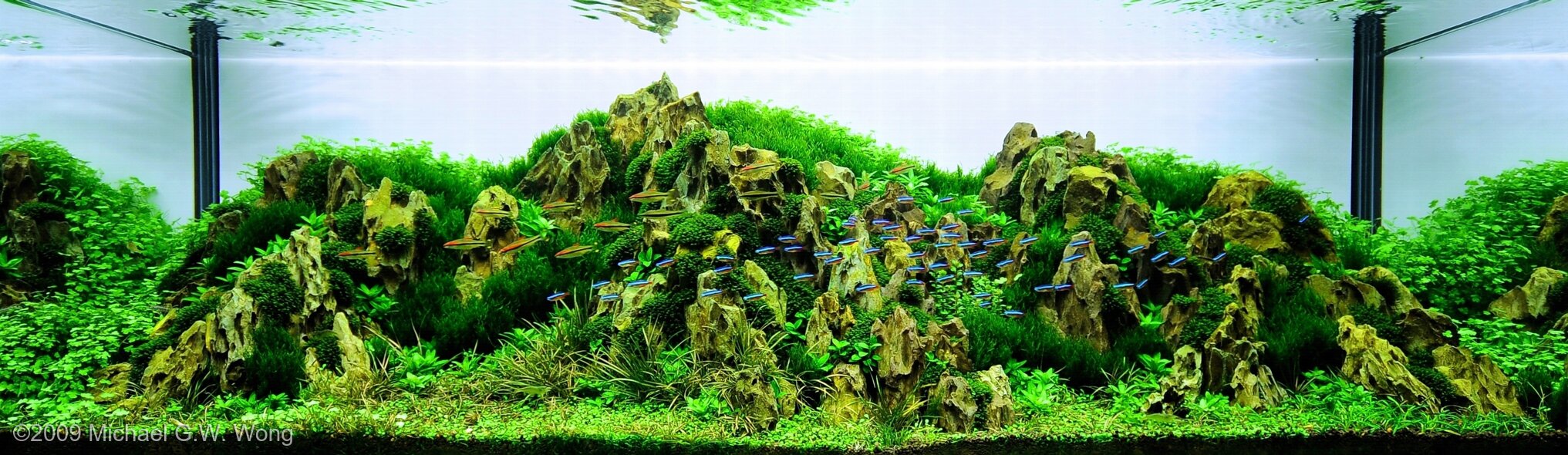 412L Aquatic Garden Shou Stone Ridge