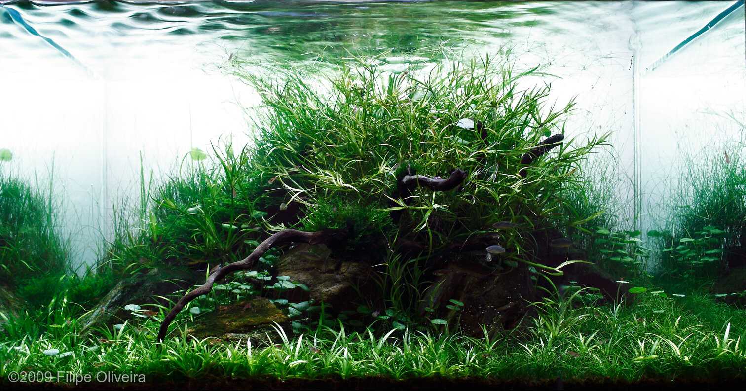 67L Aquatic Garden Enchanted Forest