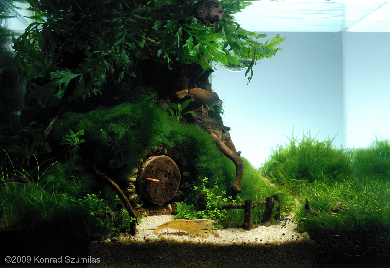 20L Aquatic Garden The Hobbits weed