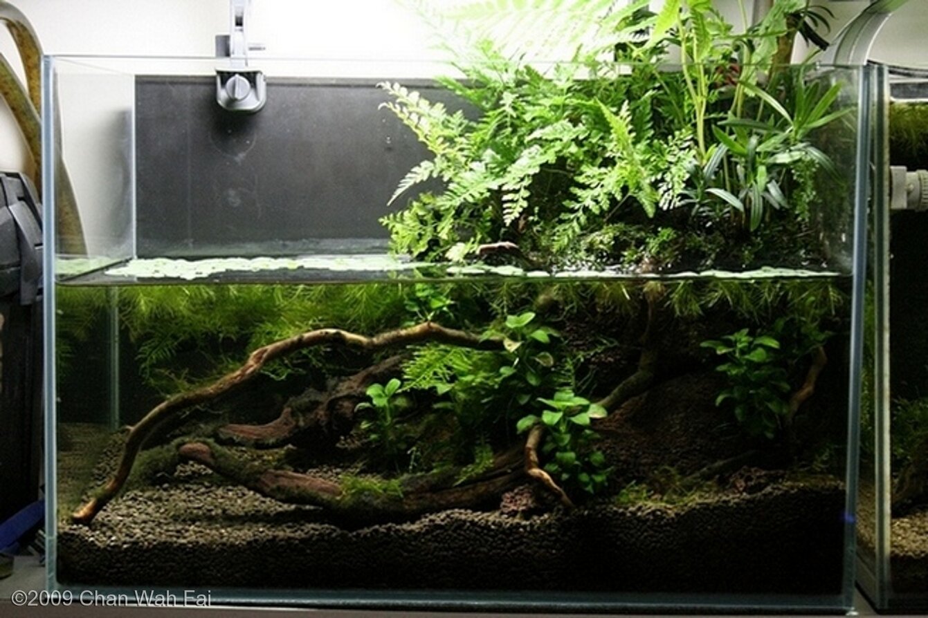 10L Paludarium Drawf Cichild's World
