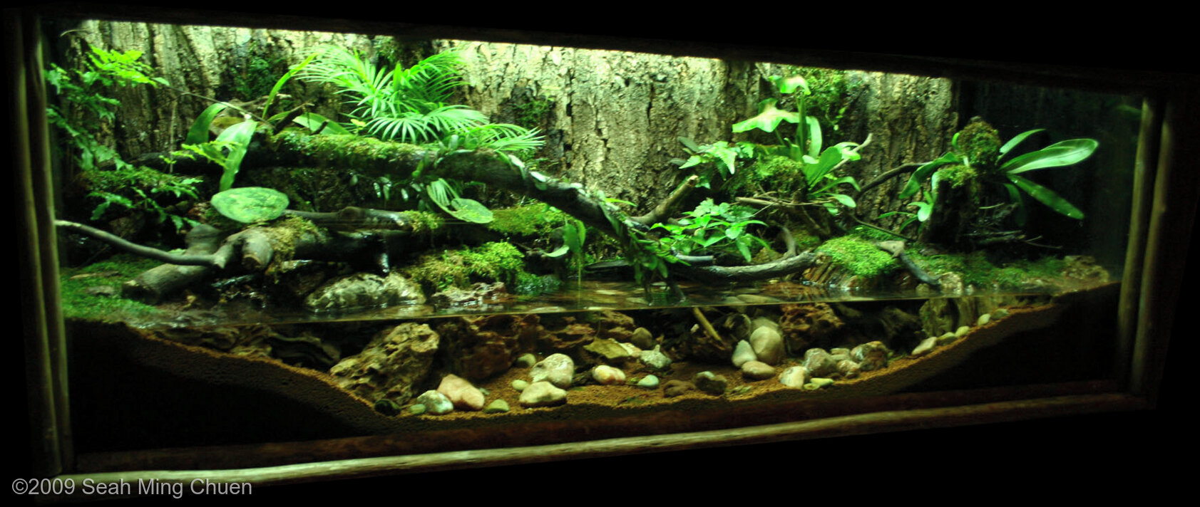 400L Paludarium Asian River Edge