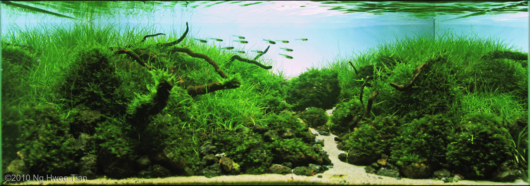 30L Aquatic Garden Beyond Imagination