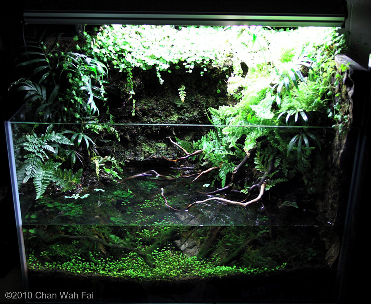 30L Paludarium Dwarf Cichlid's World II