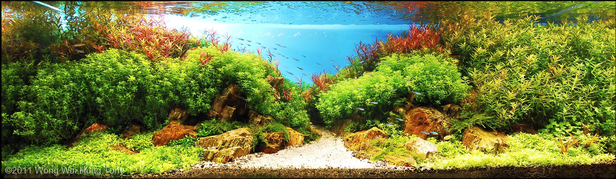 240L Aquatic Garden PILLAR CLIFF GLORY