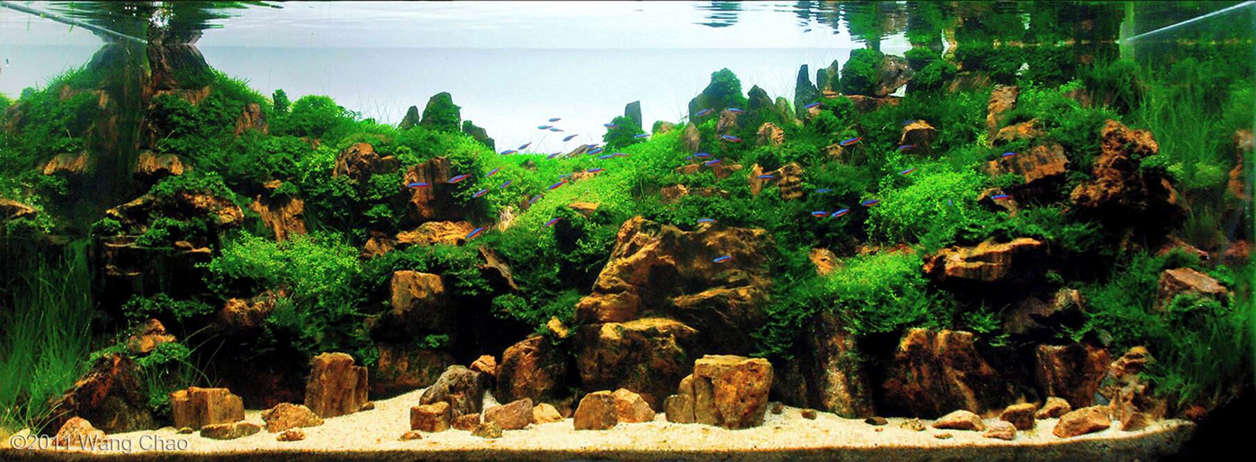 330L Aquatic Garden Verdant Gorge