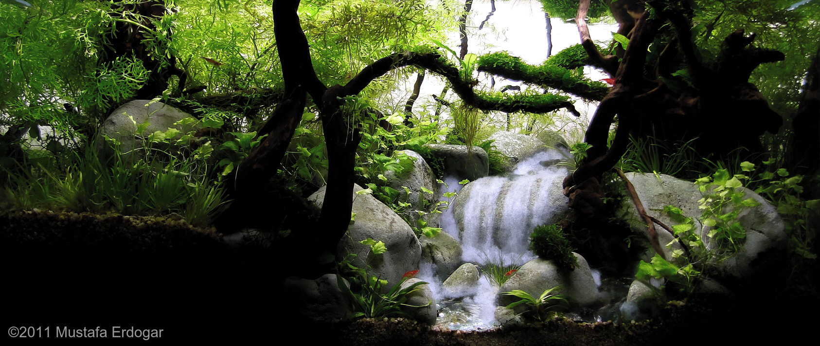 65L Aquatic Garden Shiratani Ravine