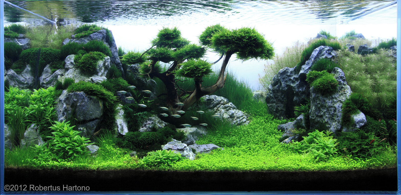 182L Aquatic Garden Reaching