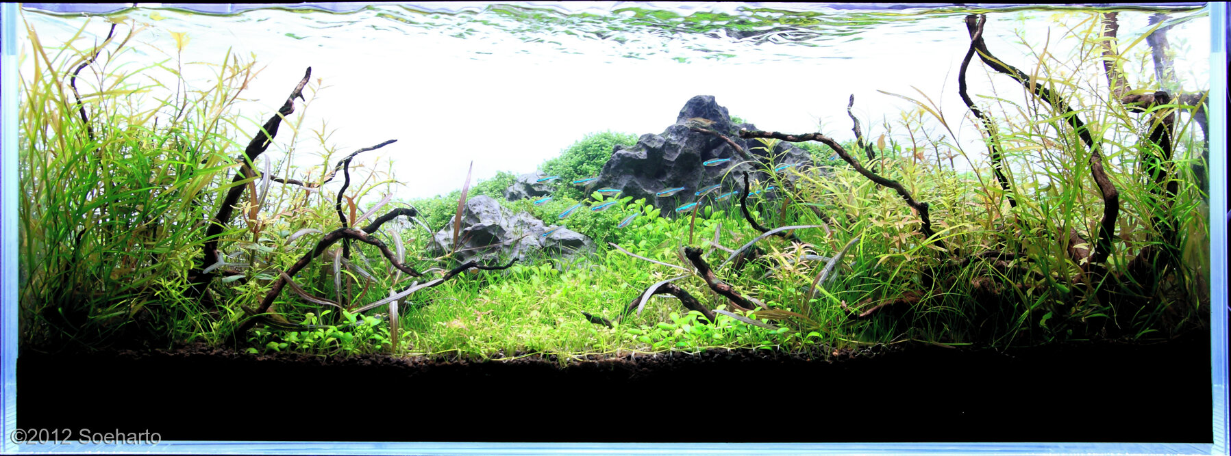 14L Aquatic Garden Perspective