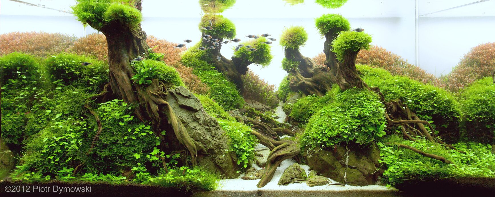 360L Aquatic Garden The Virgin Stream