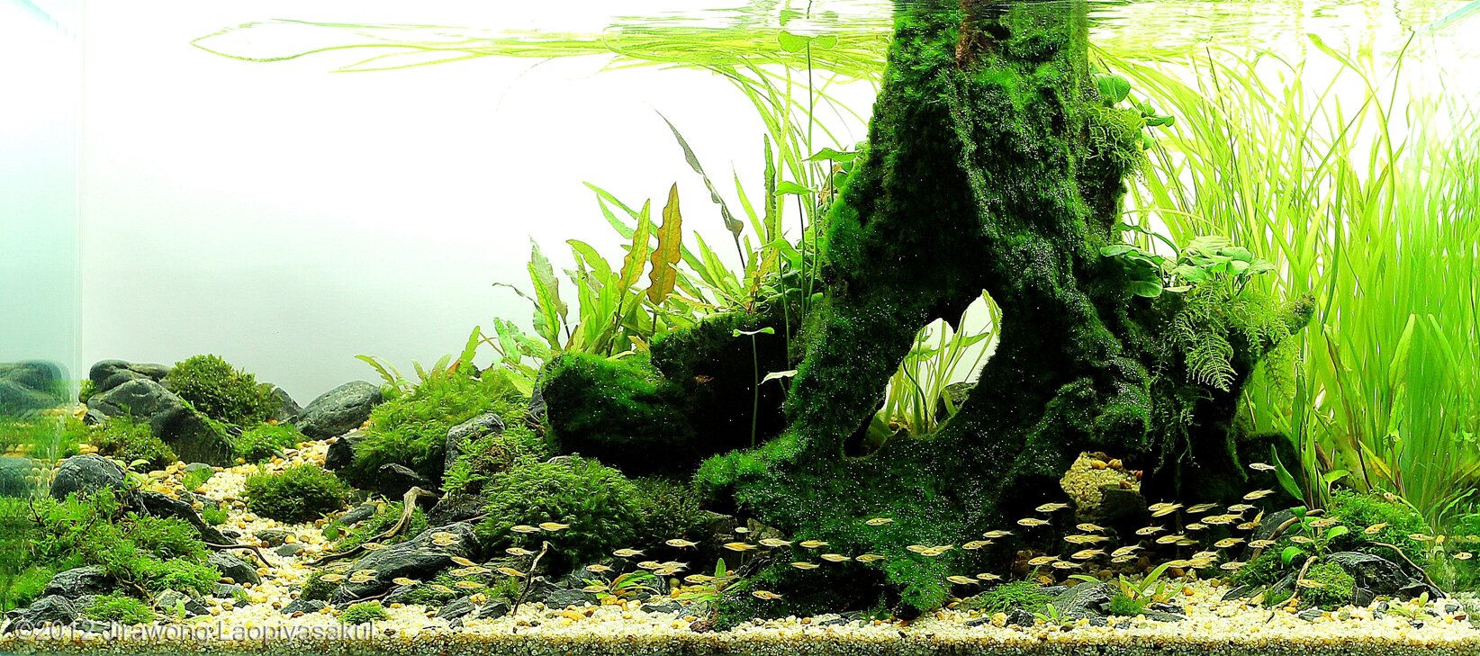 110L Aquatic Garden Ordinary Course of Nature