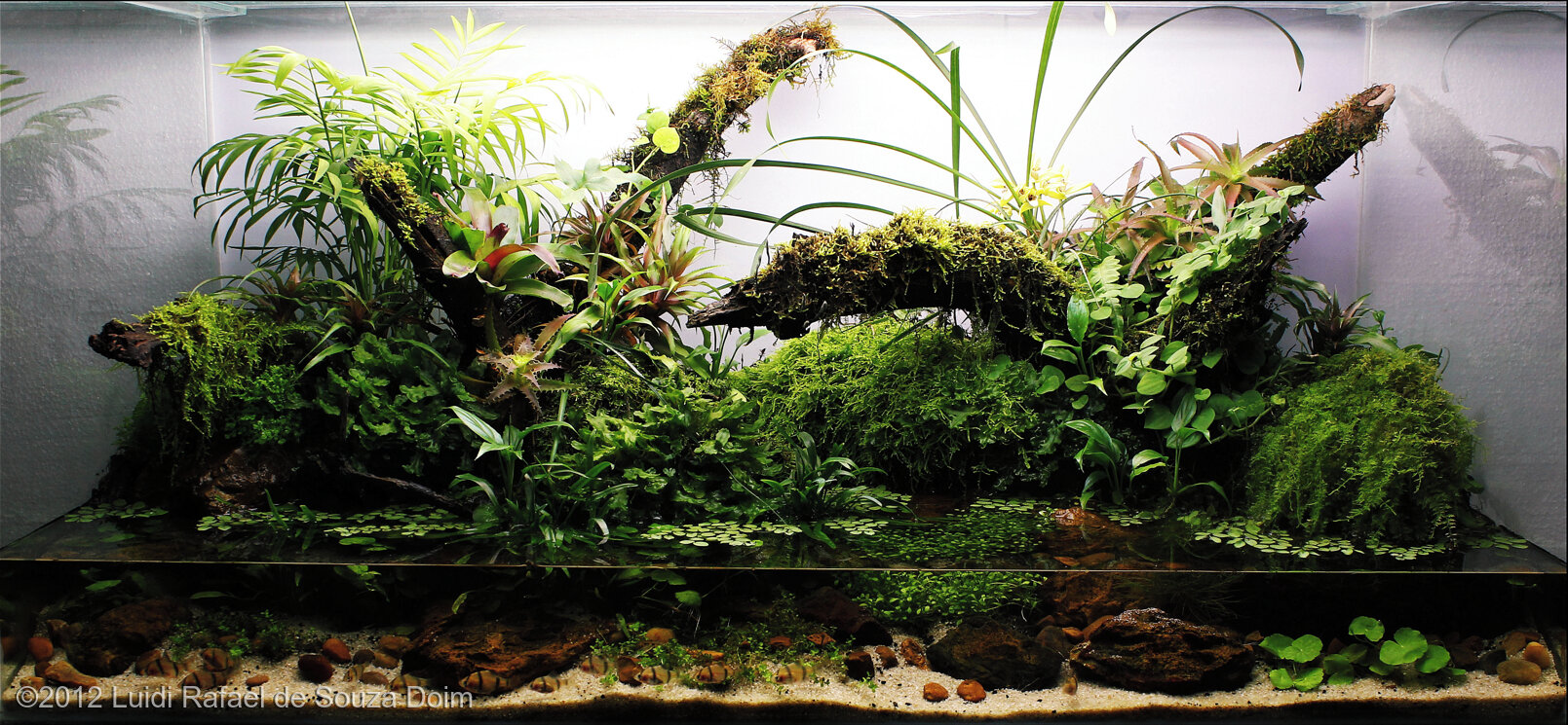 432L Paludarium Butterfly life