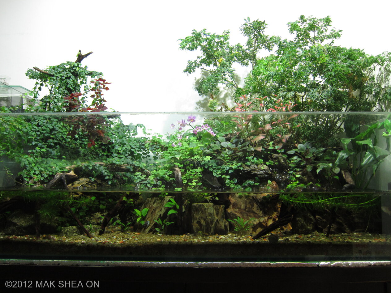 175L Paludarium Flower Paradise