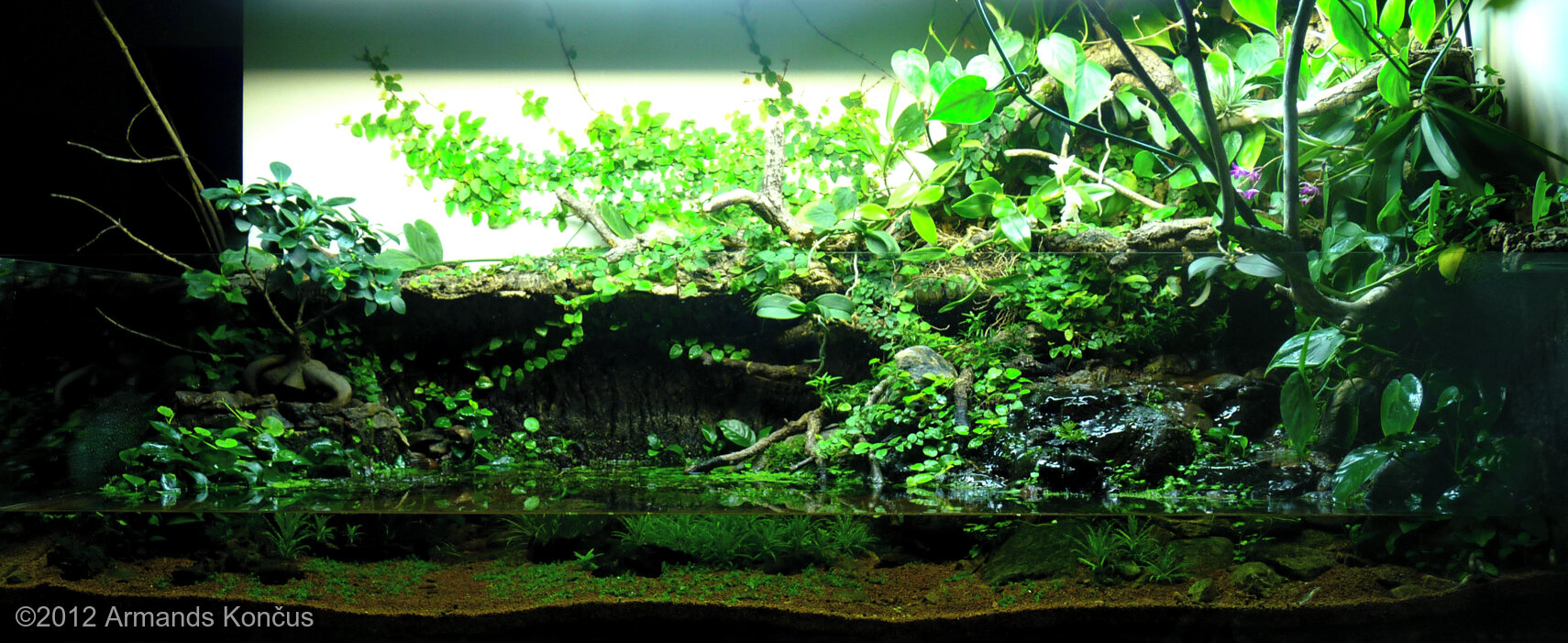 430L Paludarium Creeperland 2