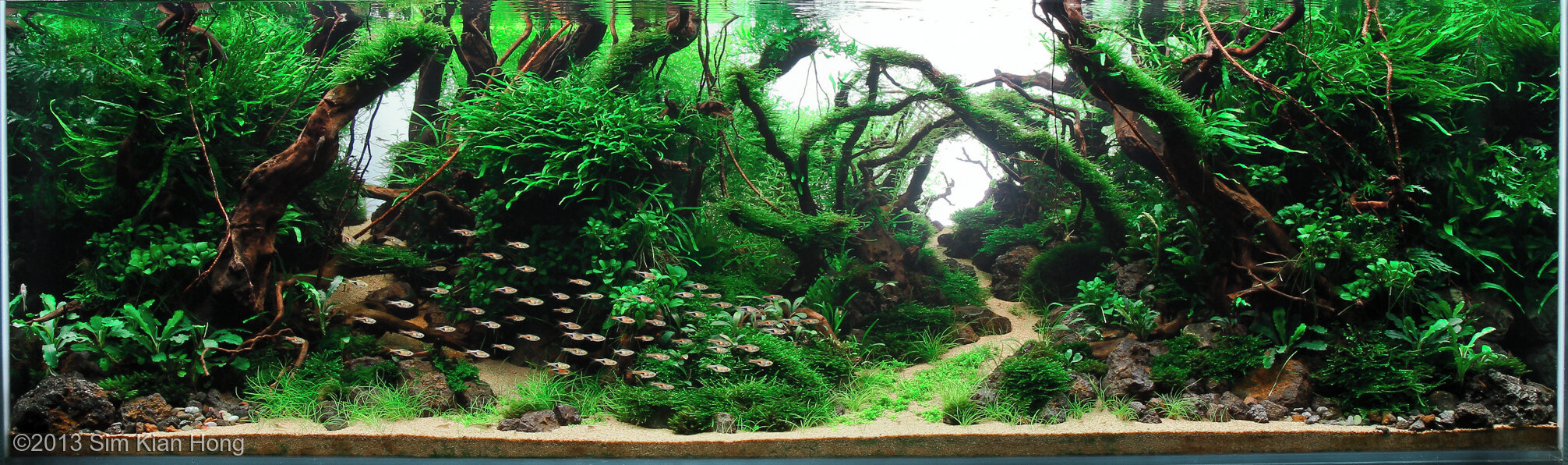 540L Aquatic Garden Destiny