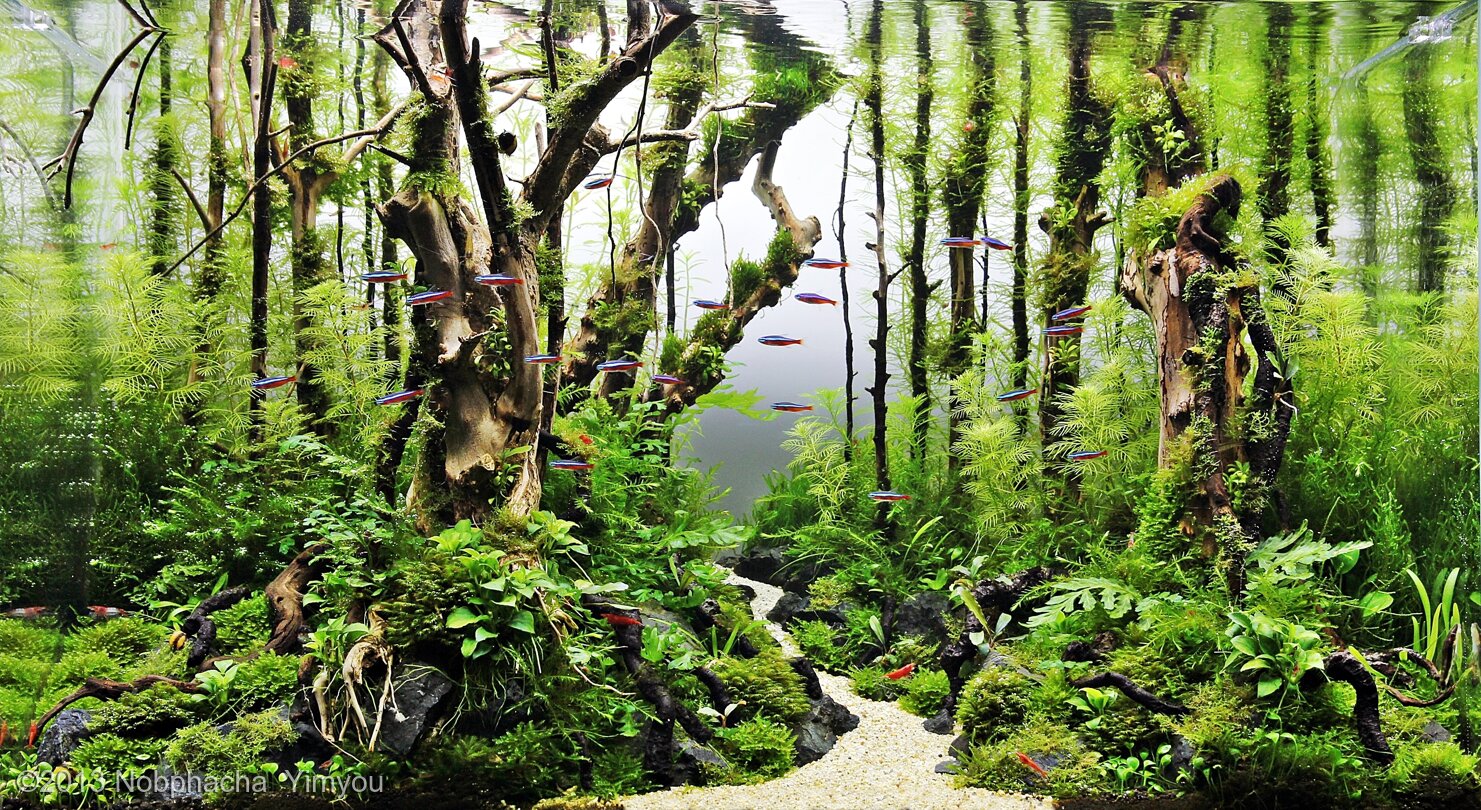 64L Aquatic Garden Amazing Green Tree.