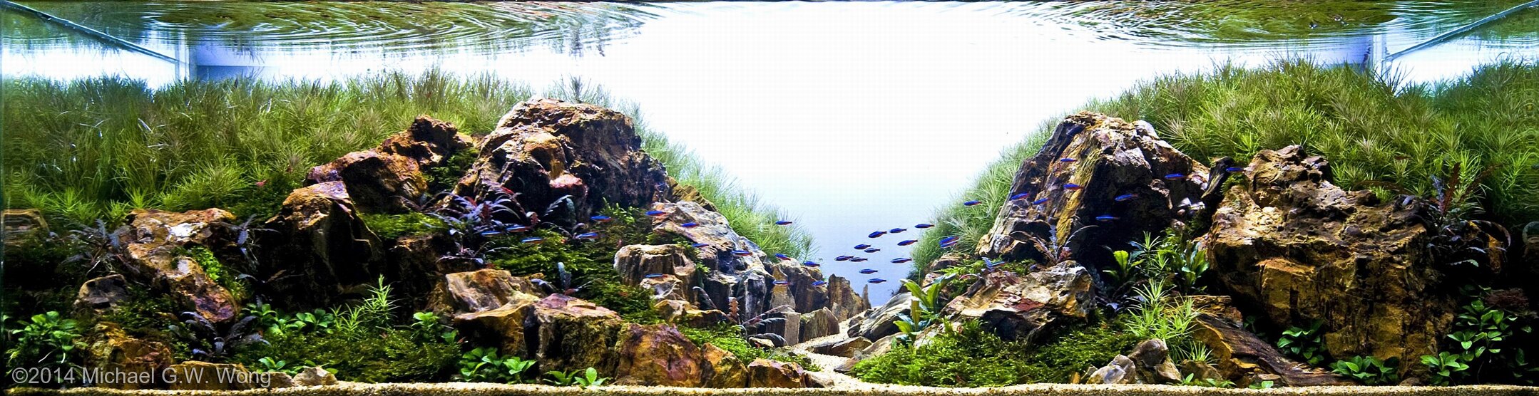 243L Aquatic Garden Journey